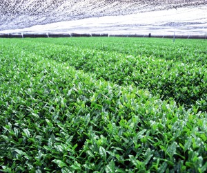 株式会社南山園の写真2