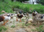 株式会社 湯富屋旅館 【紫翠閣とうふや】の写真2