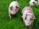 有限会社石川養豚場の写真1